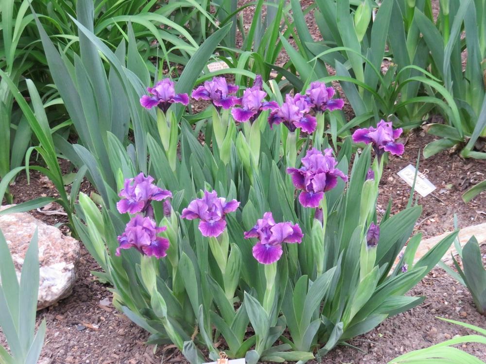 Photo of Standard Dwarf Bearded Iris (Iris 'Plum Twist') uploaded by Bloomers