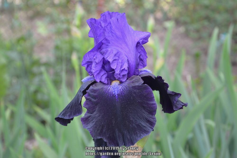 Photo of Tall Bearded Iris (Iris 'Matt McNames') uploaded by Serjio