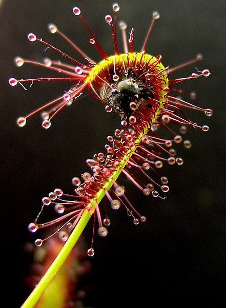 Photo of Cape Sundew (Drosera capensis) uploaded by _Bleu_
