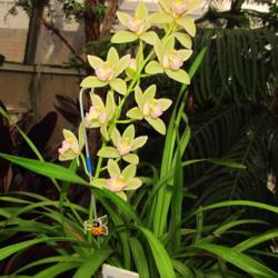 Location: central Illinois
Date: 2-10-19
Prairie State Orchid Society show