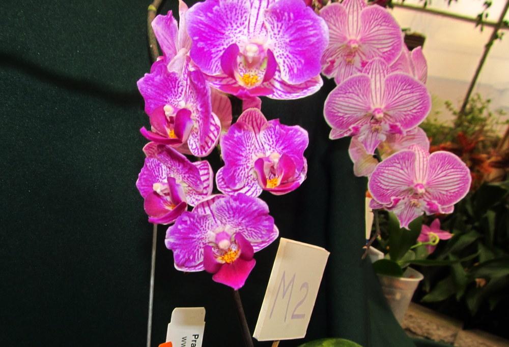 Photo of Orchid (Phalaenopsis Sogo Vivien) uploaded by jmorth