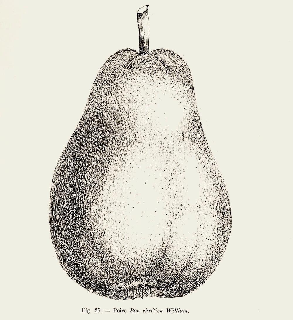 Photo of Bartlett Pear (Pyrus communis 'Bon Chretien') uploaded by scvirginia