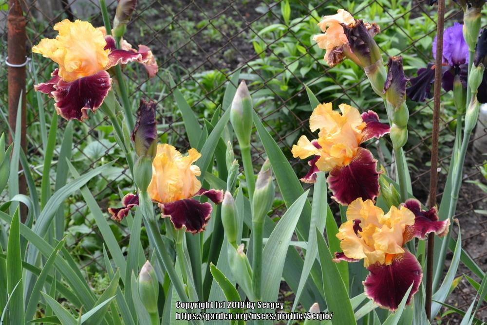 Photo of Tall Bearded Iris (Iris 'Mexican Holiday') uploaded by Serjio