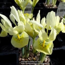 Location: RHS Harlow Carr, Yorkshire, UK
Date: 2019-02-10
In the plant sales area