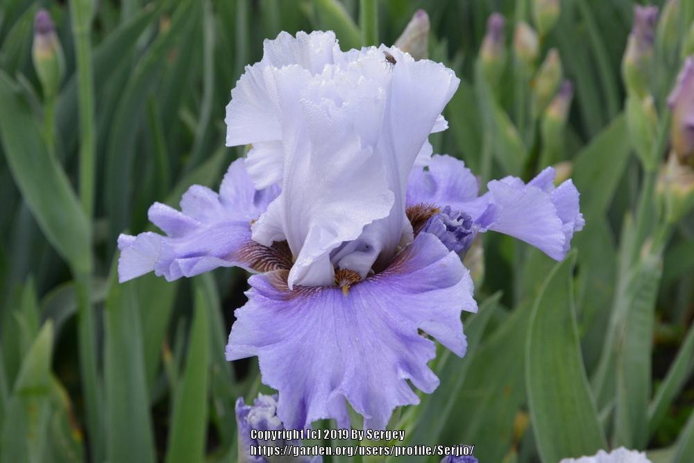 Photo of Tall Bearded Iris (Iris 'Mighty Cool') uploaded by Serjio