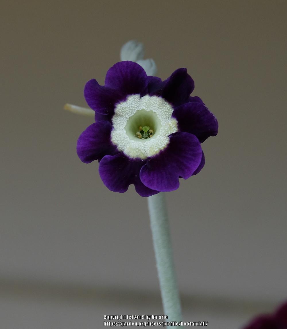 Photo of Primrose (Primula auricula) uploaded by bootandall