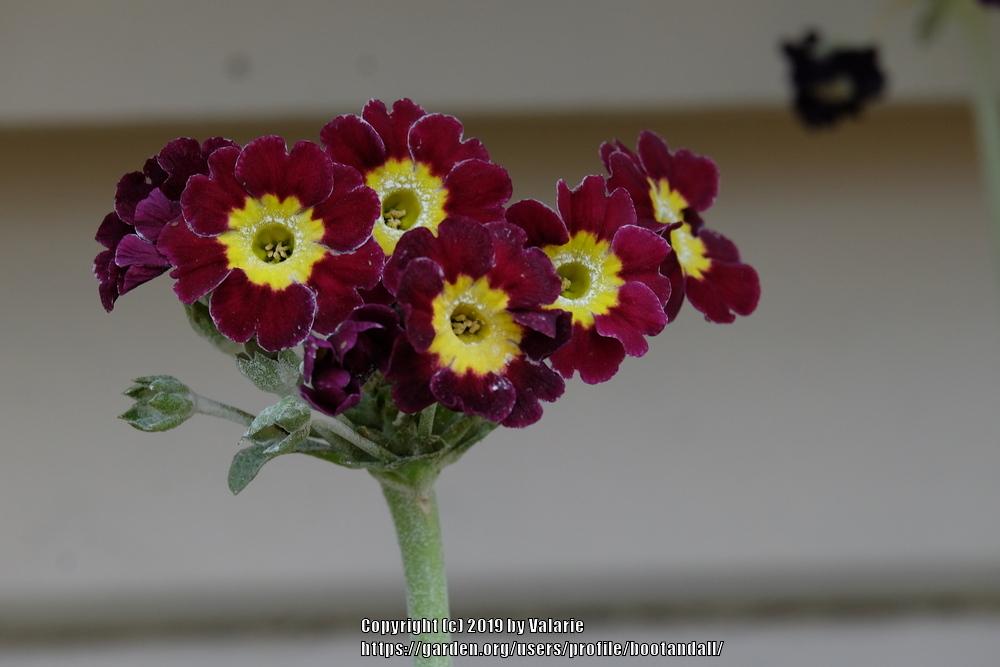 Photo of Primrose (Primula auricula) uploaded by bootandall