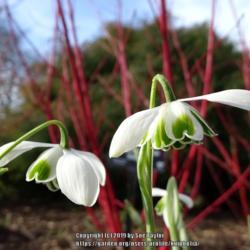 Location: RHS Harlow Carr, Yorkshire, UK
Date: 2019-02-14