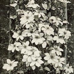 
Date: c. 1894
photo from 'The Garden', 1894