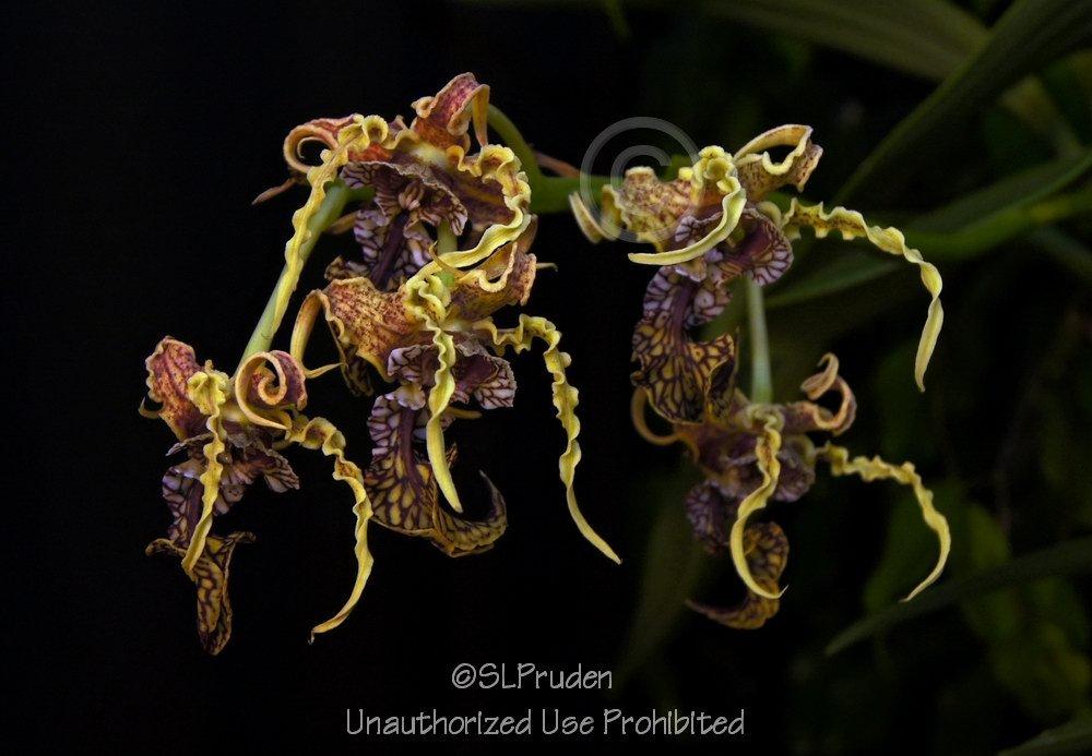 Photo of Orchid (Dendrobium spectabile) uploaded by DaylilySLP