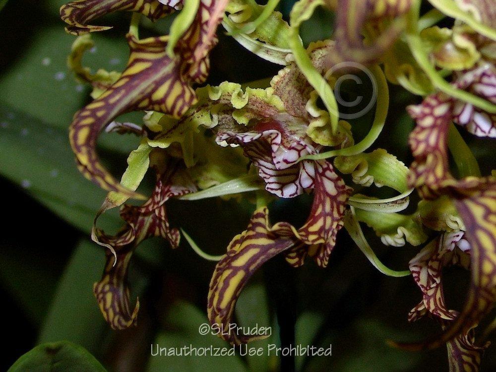 Photo of Orchid (Dendrobium spectabile) uploaded by DaylilySLP