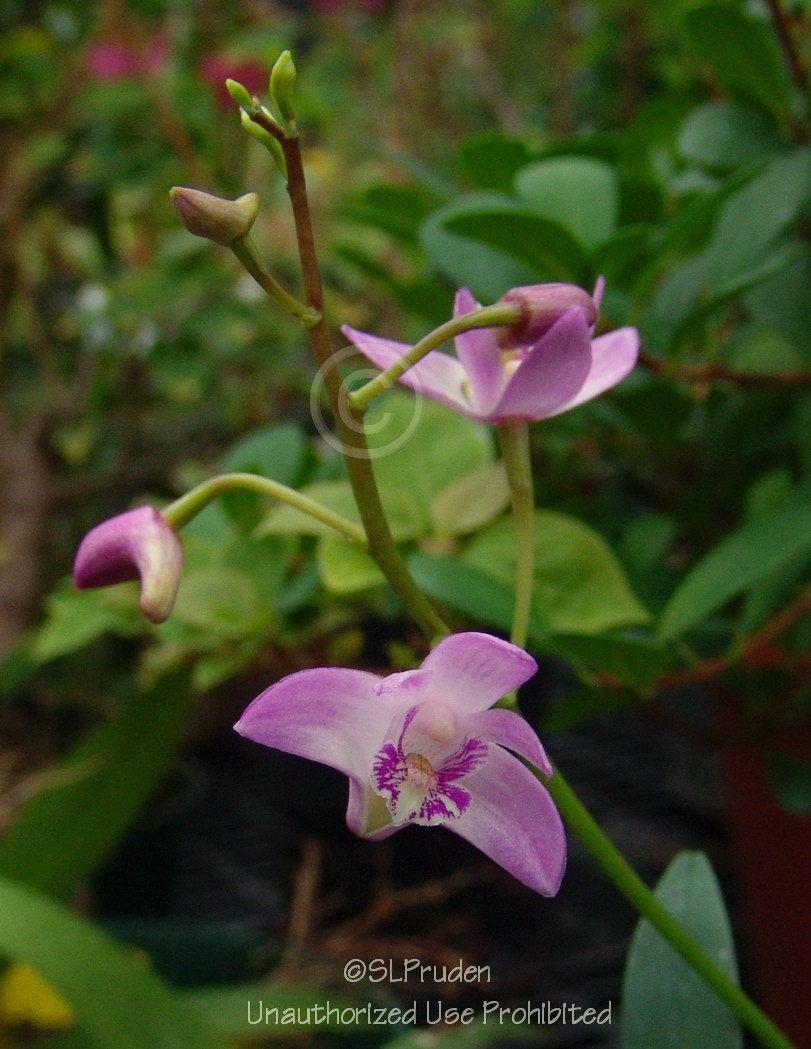 Photo of Orchid (Dendrobium kingianum) uploaded by DaylilySLP
