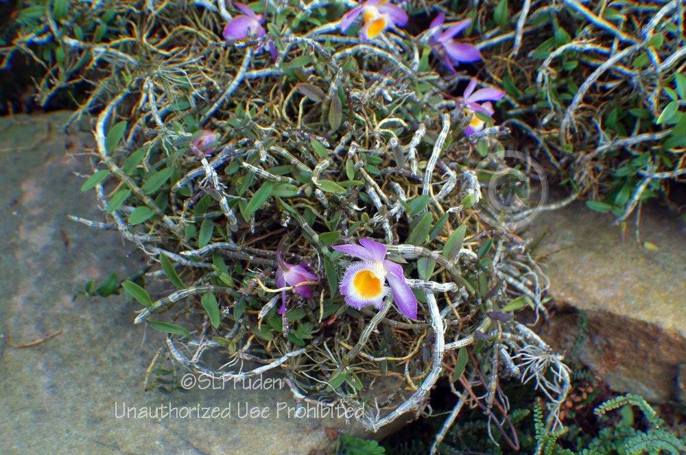 Photo of Loddiges' Dendrobium (Dendrobium loddigesii) uploaded by DaylilySLP