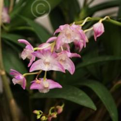 Location: Palm Sunday Orchid Show, Michigan
Date: 2016-03-20