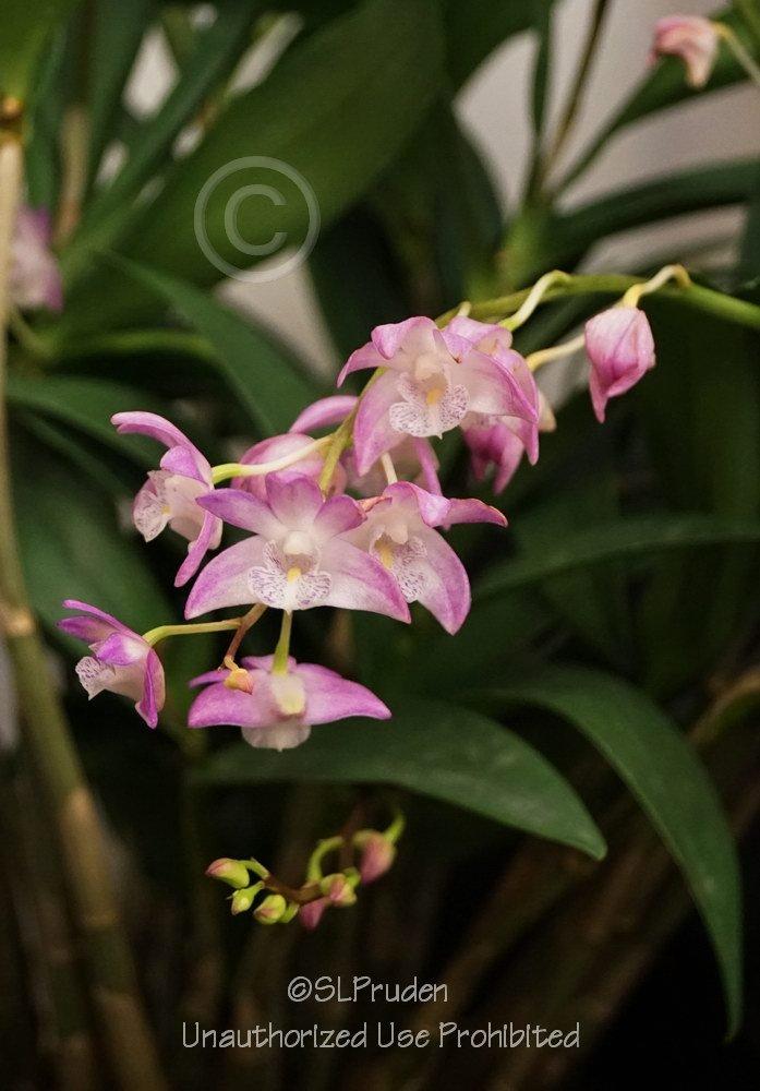 Photo of Orchid (Dendrobium kingianum) uploaded by DaylilySLP