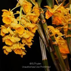 Location: Palm Sunday Orchid Show, Michigan
Date: 2013-03-24