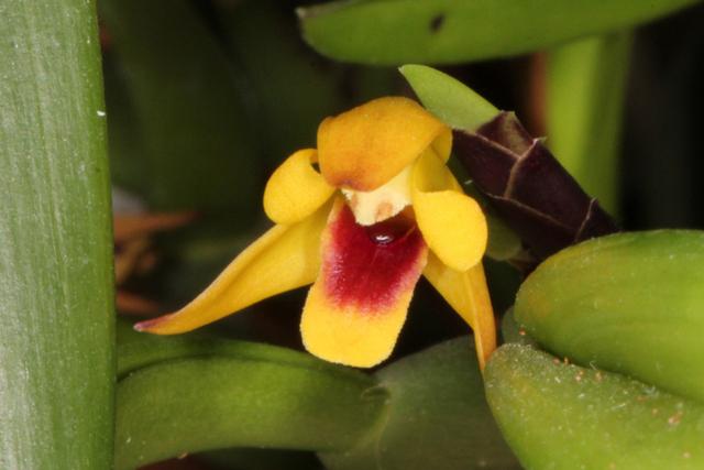 Photo of Orchid (Maxillaria variabilis) uploaded by RuuddeBlock