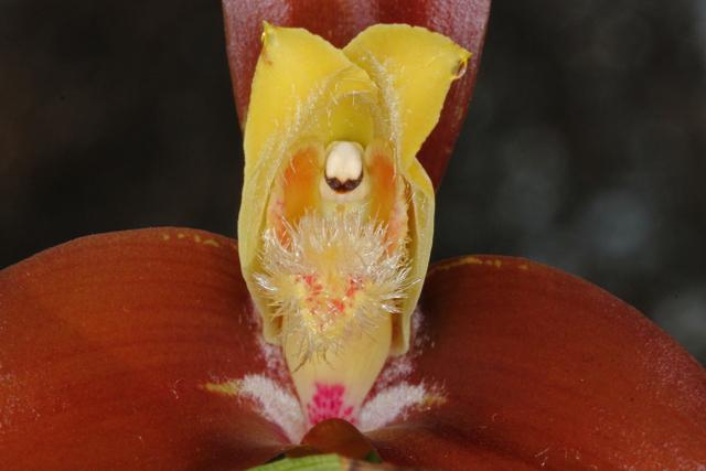 Photo of Orchid (Lycaste lasioglossa) uploaded by RuuddeBlock
