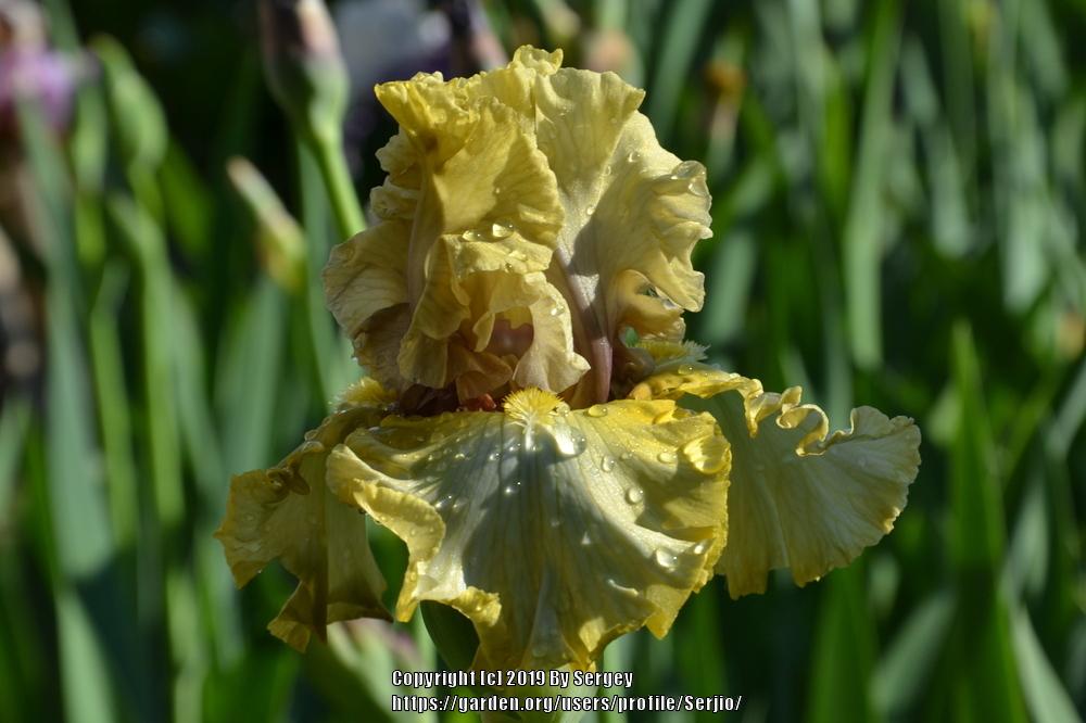 Photo of Tall Bearded Iris (Iris 'Monsoon Moon') uploaded by Serjio