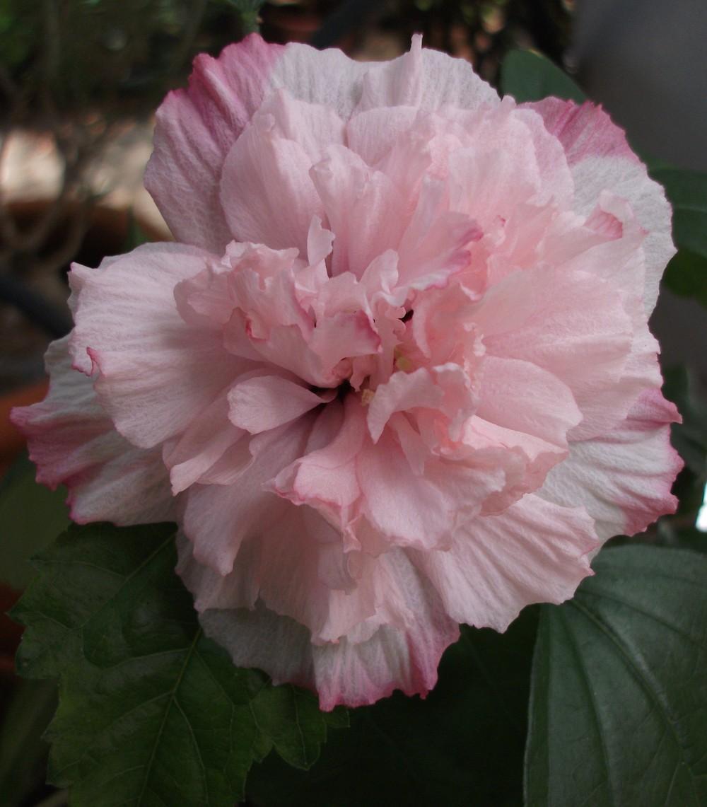 Photo of Rose of Sharon (Hibiscus syriacus 'Danica') uploaded by tabbycat