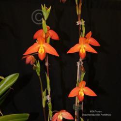 Location: Palm Sunday Orchid Show, Michigan
Date: 2013-03-24