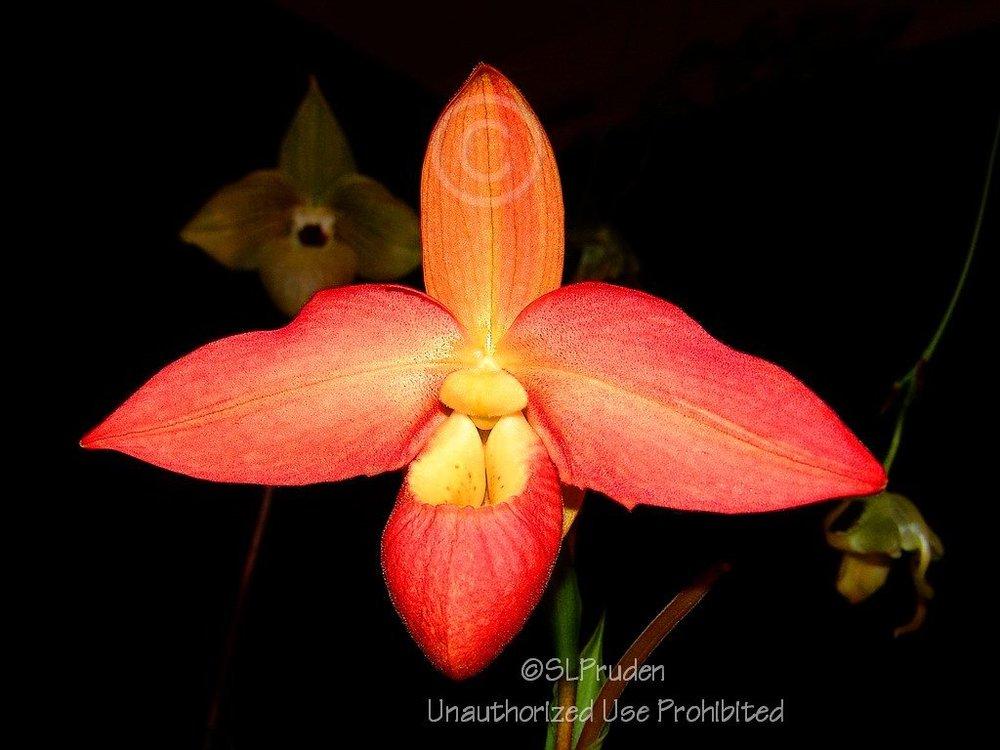 Photo of Orchid (Phragmipedium Don Wimber) uploaded by DaylilySLP