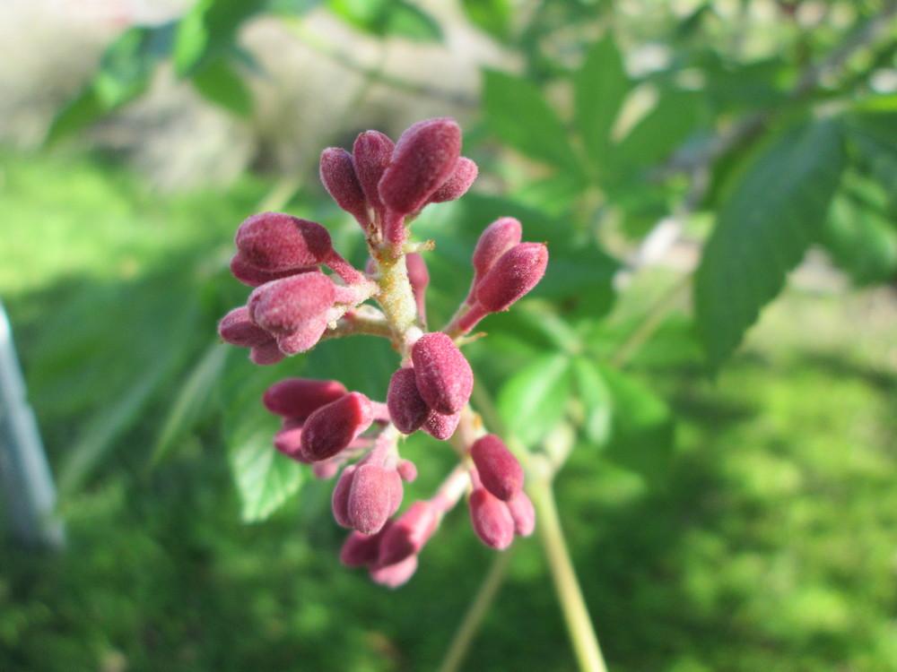 Photo of Red Buckeye (Aesculus pavia) uploaded by christinereid54