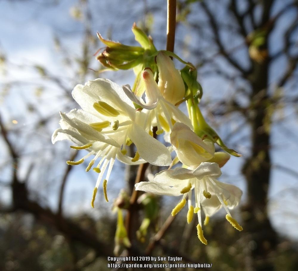 Photo of Winter Honeysuckle (Lonicera fragrantissima) uploaded by kniphofia