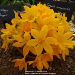 Location: RHS Harlow Carr alpine house, Yorkshire
Date: 2019-02-14