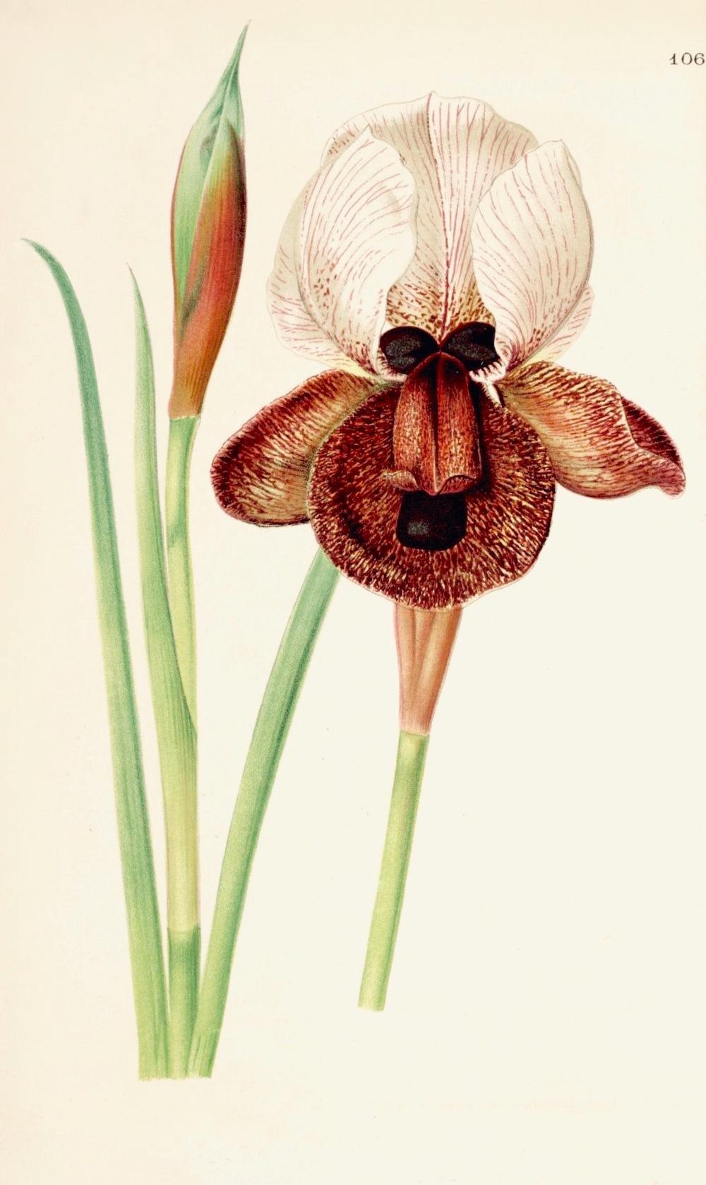 Photo of Species Iris (Iris iberica) uploaded by scvirginia