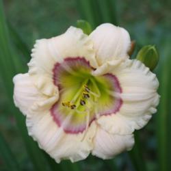 Location: My Garden, Ontario, Canada
Date: 2018-07-27
One of my favourite miniature daylilies.  Always a good performer