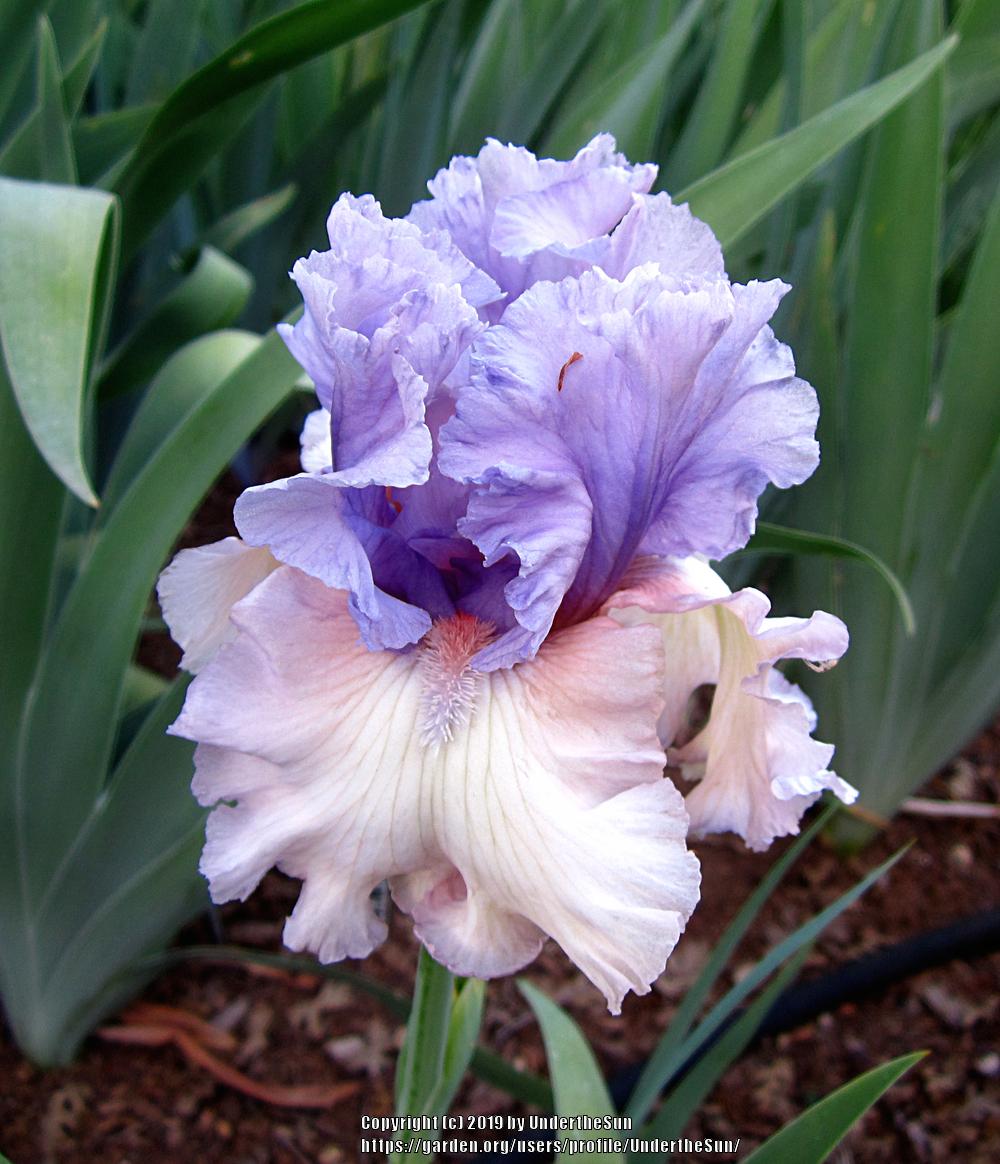 Photo of Tall Bearded Iris (Iris 'Crystal Gazer') uploaded by UndertheSun