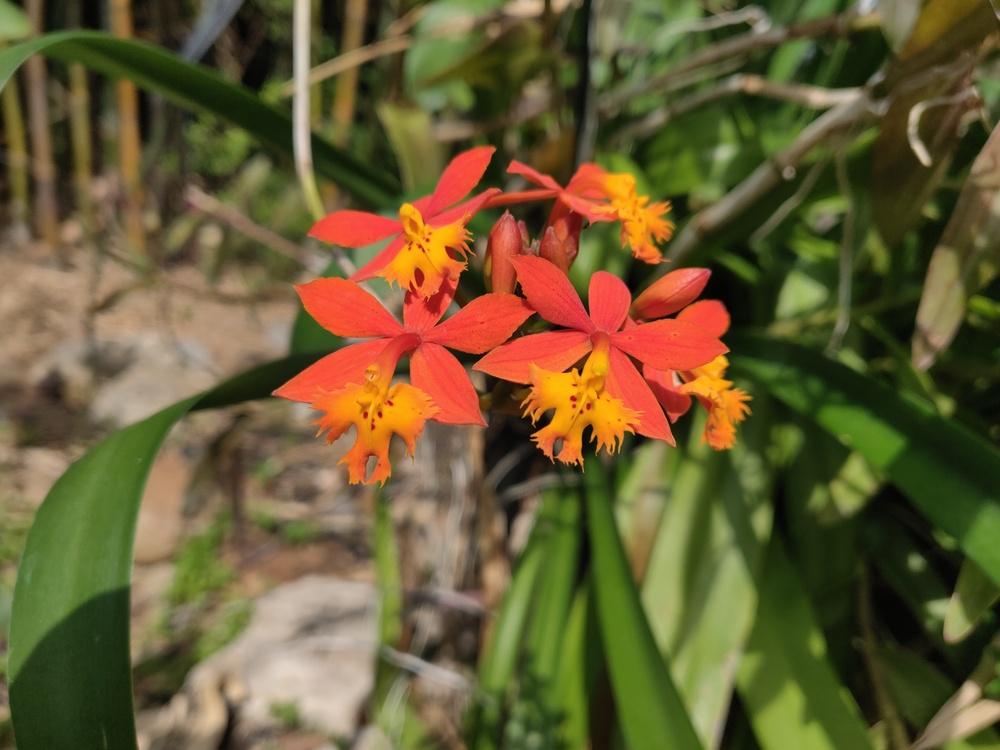 Photo of Crucifix Orchid (Epidendrum radicans) uploaded by dyzzypyxxy