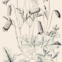 
Date: c. 1894
illustration from 'The Garden', 1894