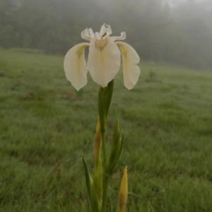 Iris pseudacorus alba, on a foggy morning