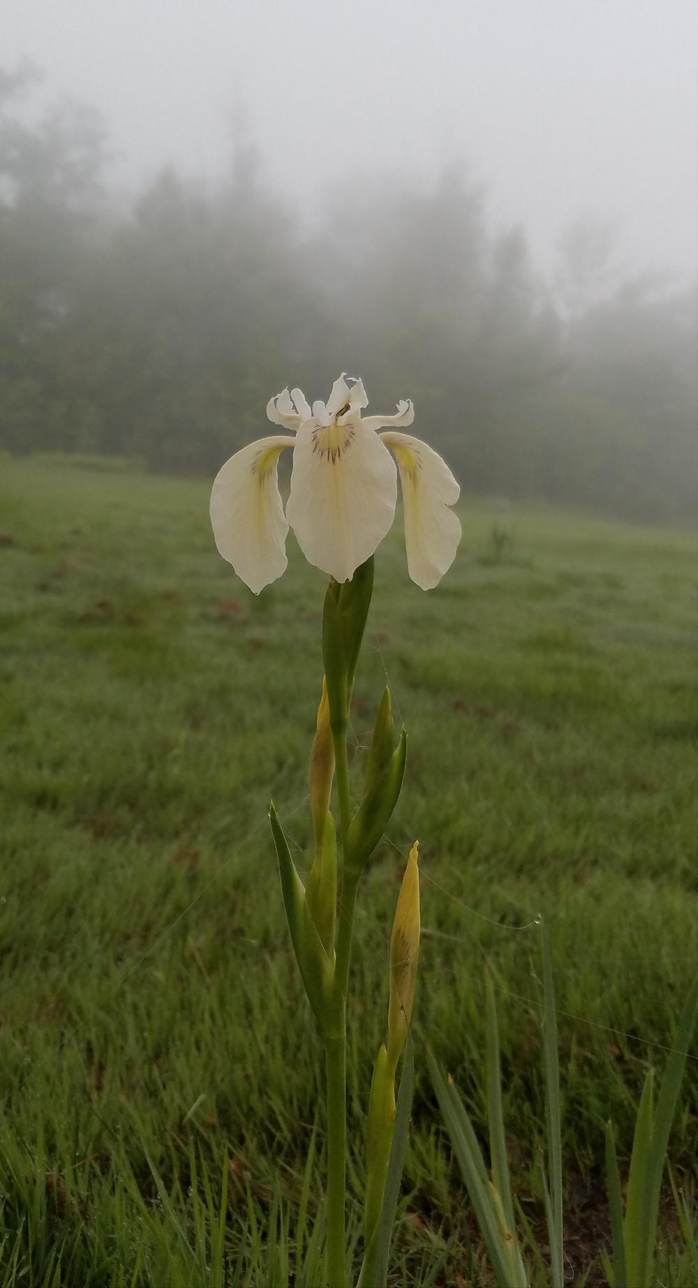 Photo of Species Iris (Iris pseudacorus 'Alba') uploaded by Aconiphile