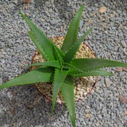 Location: Baja California
Date: 2014-06-27
Aloe lutescens x arborescens