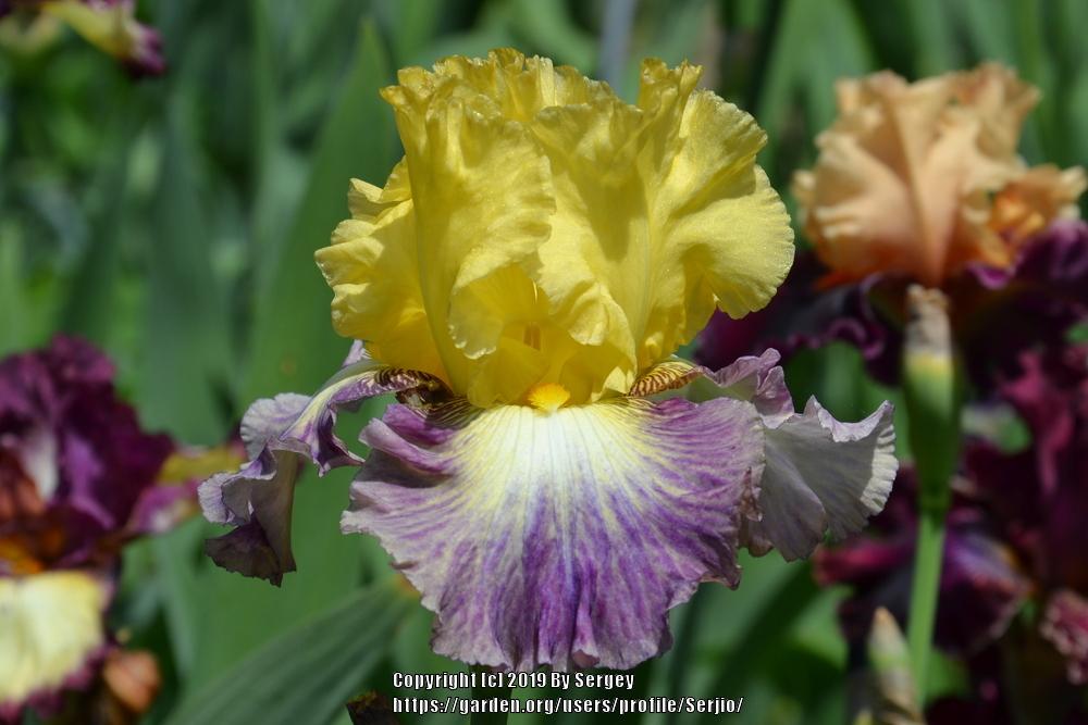 Photo of Tall Bearded Iris (Iris 'Mountain Sunrise') uploaded by Serjio