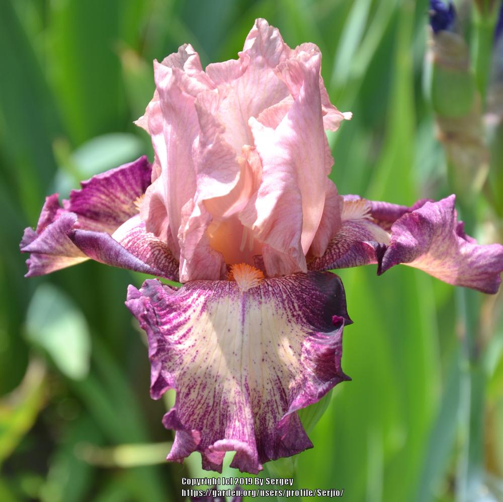 Photo of Tall Bearded Iris (Iris 'Musician') uploaded by Serjio