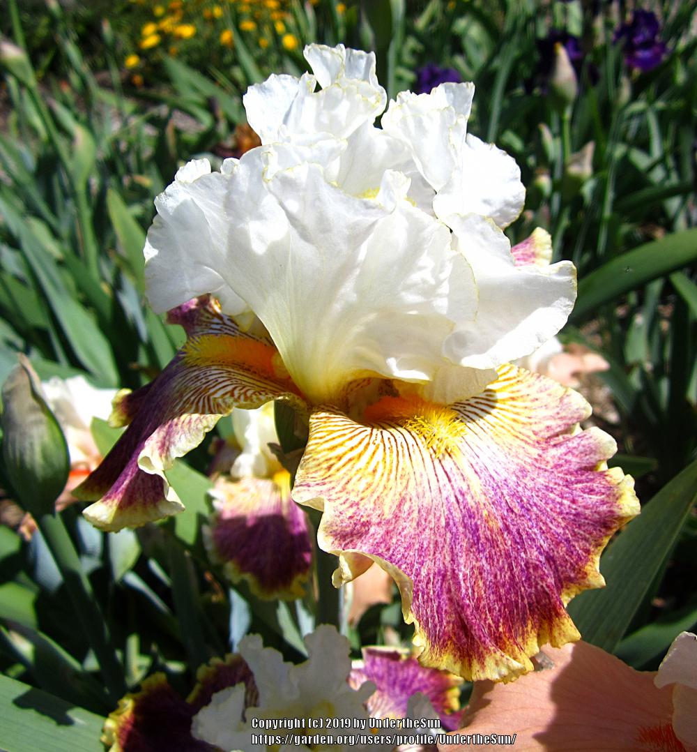 Photo of Tall Bearded Iris (Iris 'Sordid Lives') uploaded by UndertheSun