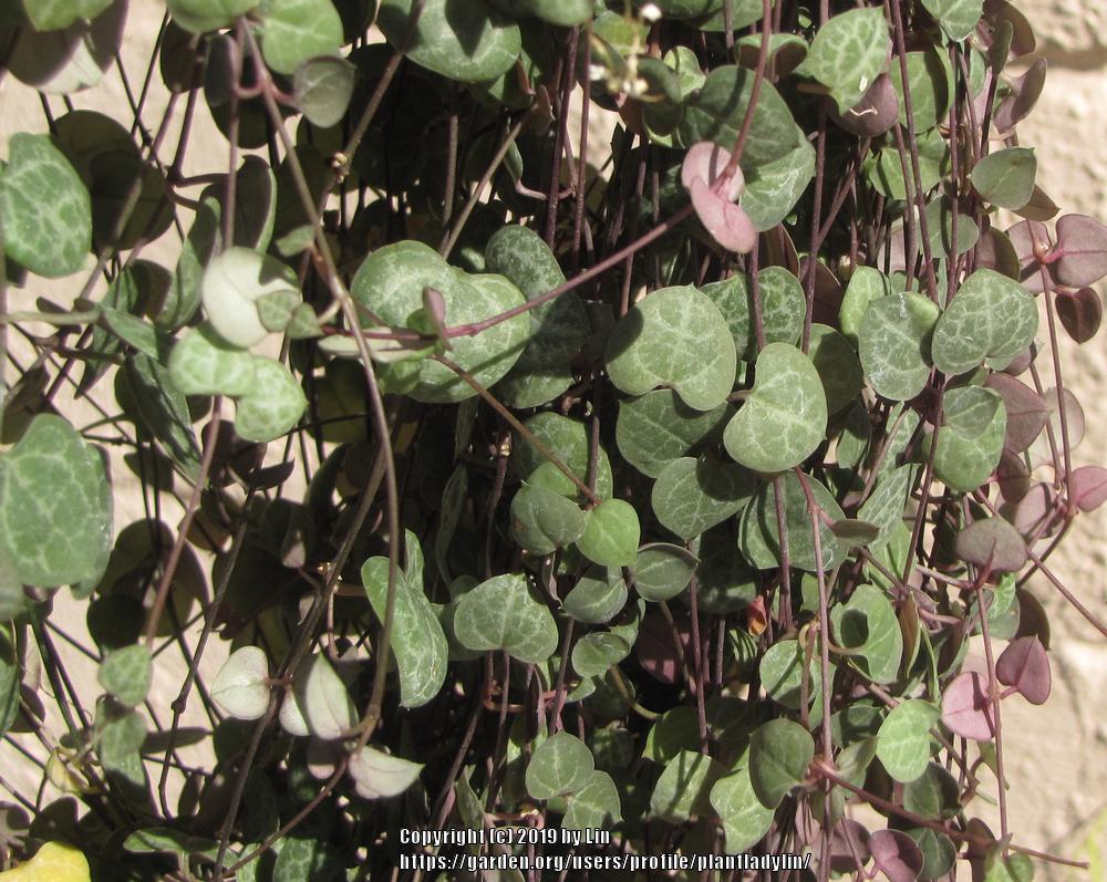 Photo of String of Hearts (Ceropegia woodii) uploaded by plantladylin