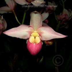 Location: Palm Sunday Orchid Show, Michigan
Date: 2005-03-19