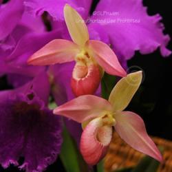 Location: Palm Sunday Orchid Show, Michigan
Date: 2012-04-01