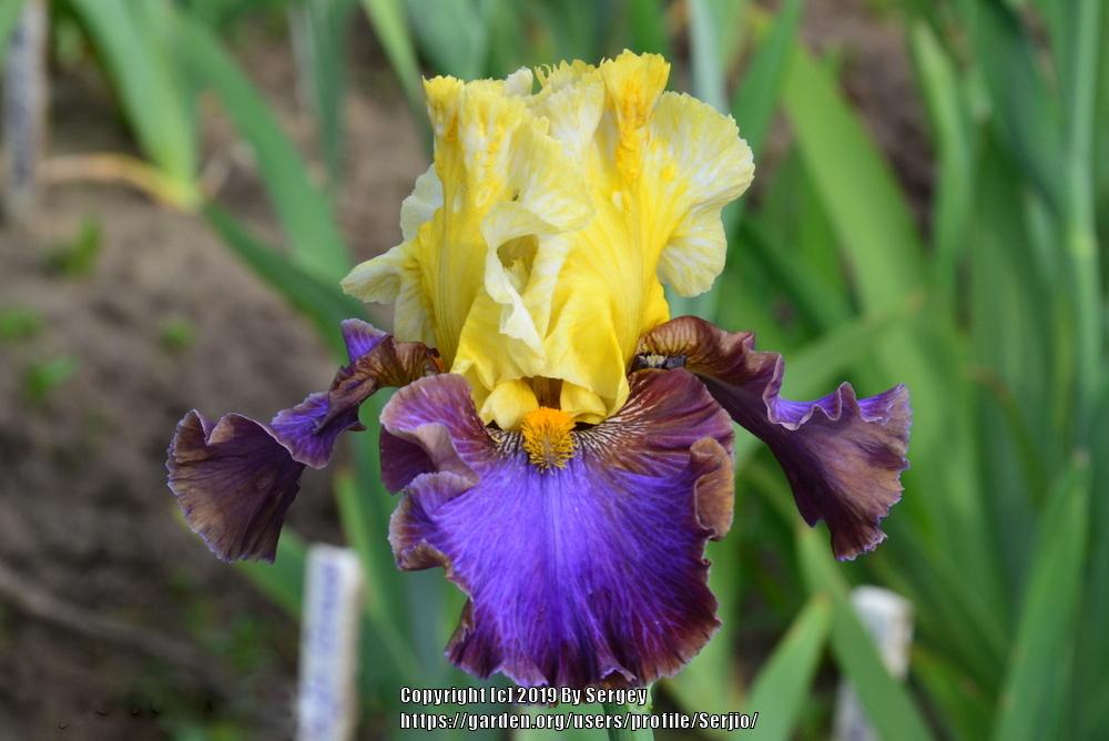 Photo of Tall Bearded Iris (Iris 'Mysterioso') uploaded by Serjio