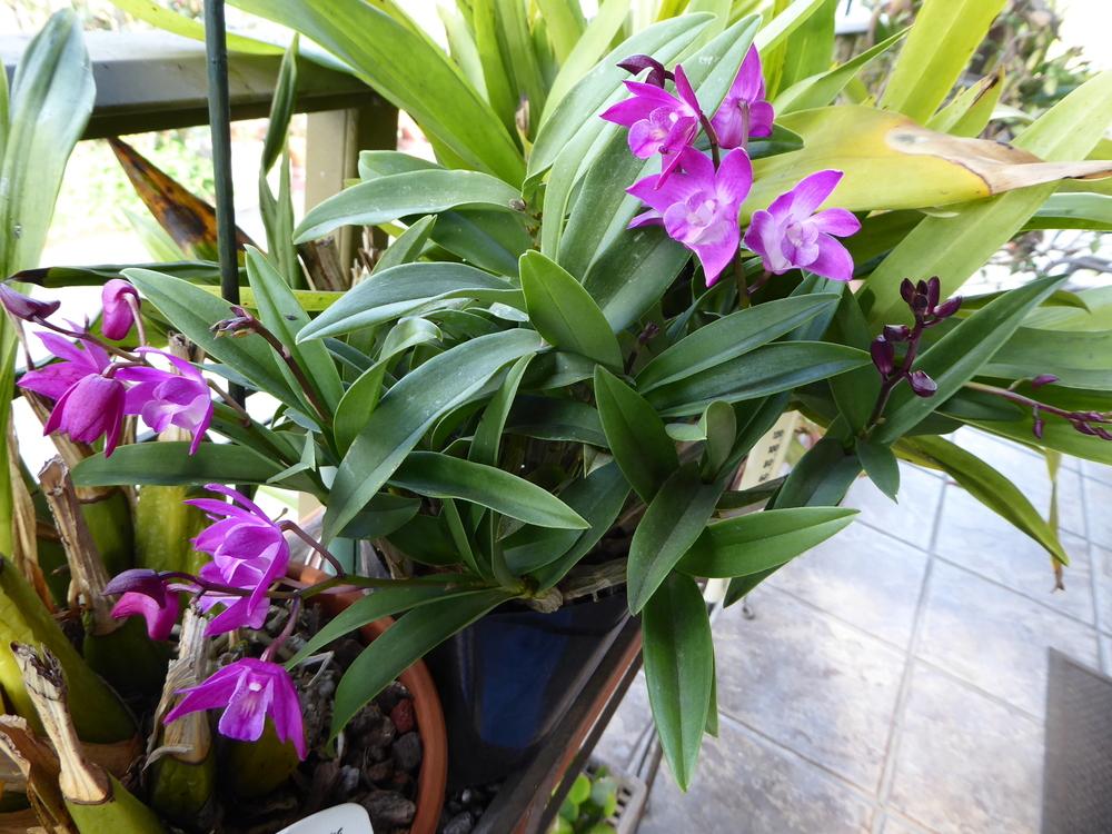 Photo of Orchid (Dendrobium Jonathan's Glory 'Dark Joy') uploaded by ctcarol