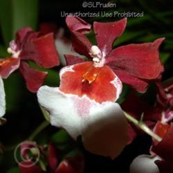 Location: Palm Sunday Orchid Show, Michigan
Date: 2006-04-09