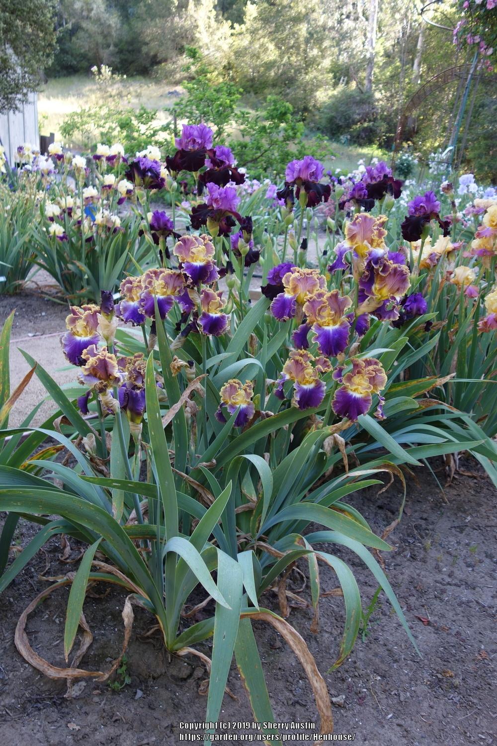 Photo of Tall Bearded Iris (Iris 'Fancy Ideas') uploaded by Henhouse