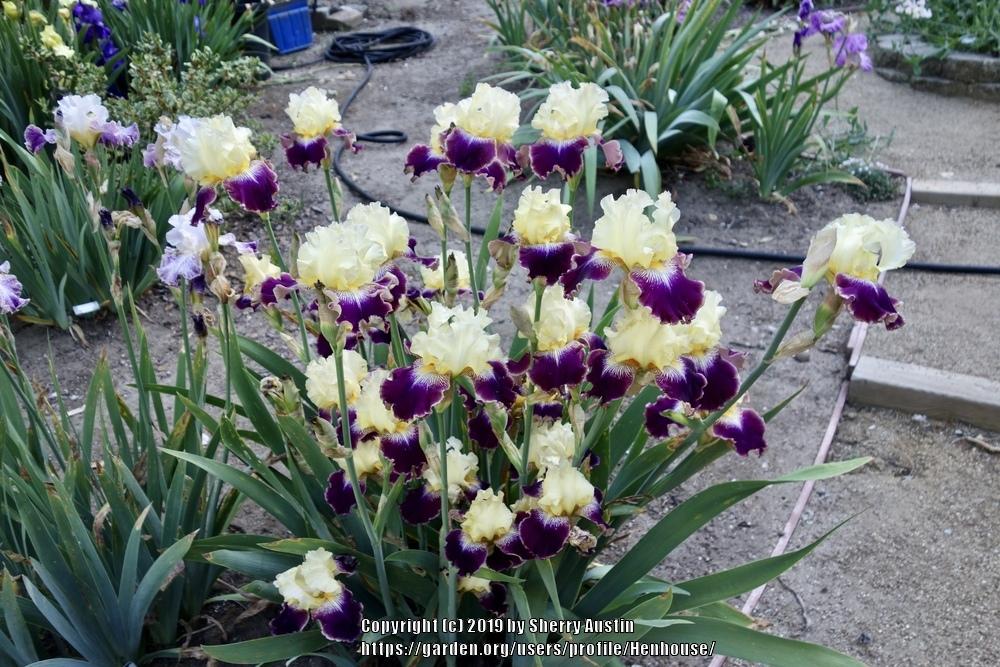 Photo of Tall Bearded Iris (Iris 'Parvin's Pinot') uploaded by Henhouse