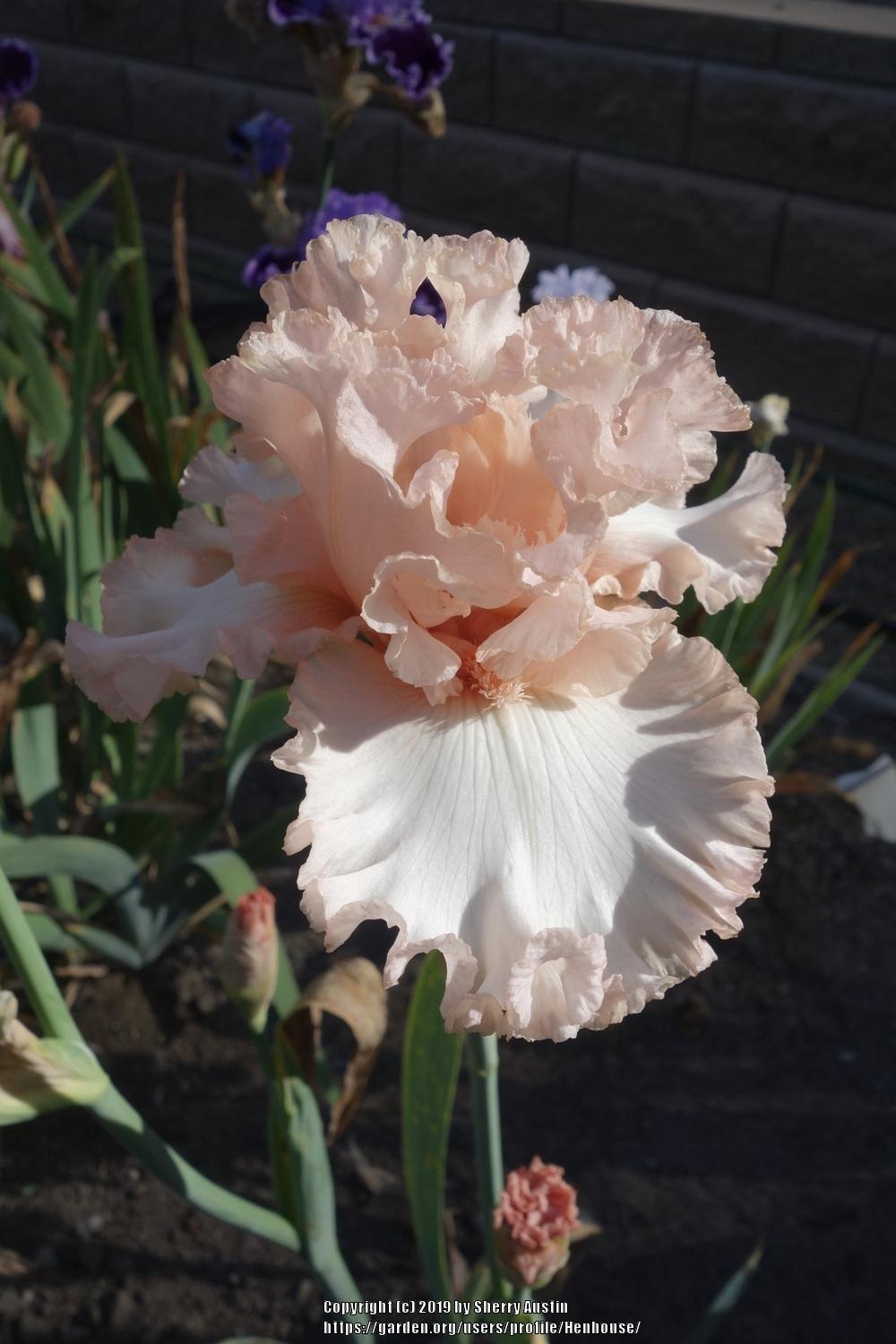 Photo of Tall Bearded Iris (Iris 'Unconditional Love') uploaded by Henhouse