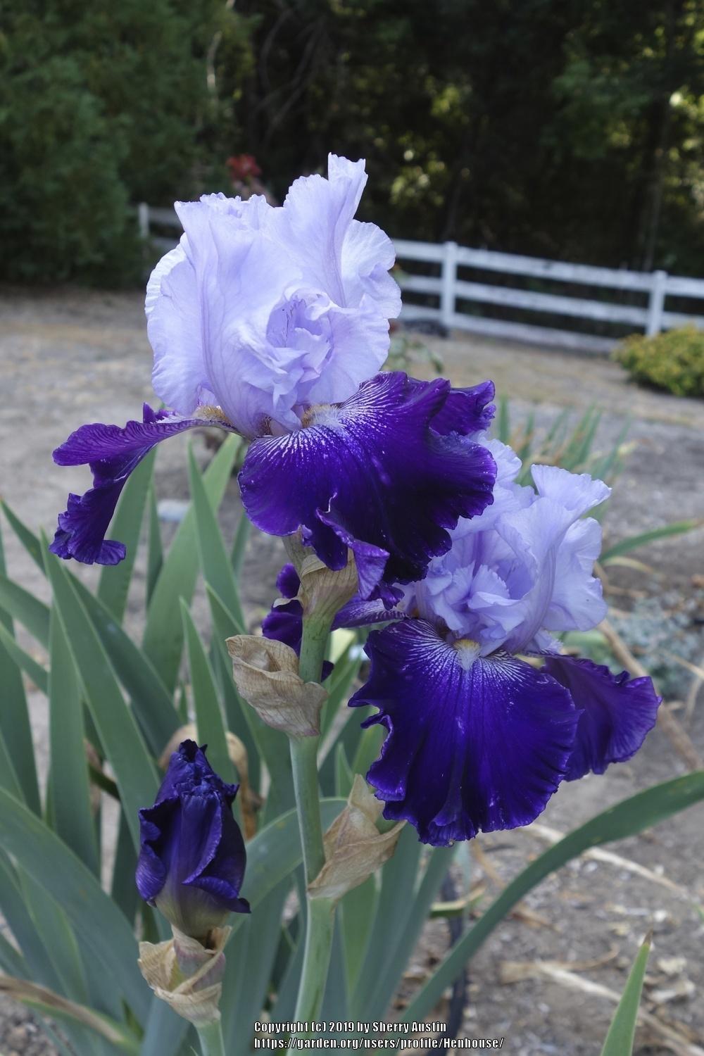 Photo of Tall Bearded Iris (Iris 'Visual Intrigue') uploaded by Henhouse